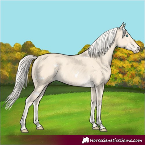 Horse Color:White Spotted Cremello 