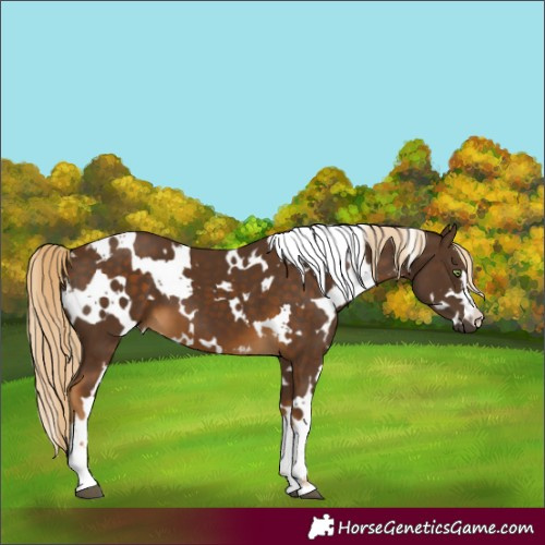 Horse Color:White Spotted Chocolate Palomino 