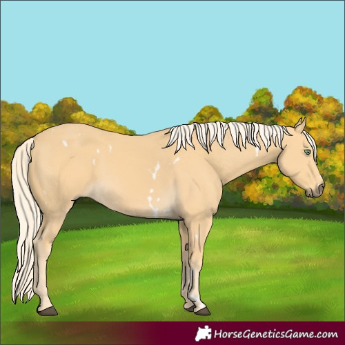 Horse Color:White Spotted Palomino