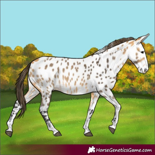 Horse Color:Buckskin Appaloosa
