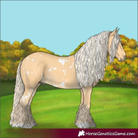 Horse Color:White Spotted Palomino 
