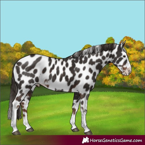 Horse Color:Liver Chestnut Tobiano Frame Appaloosa 