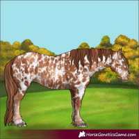 Horse Color:Gold Champagne Appaloosa and Gray Gold Champagne Appaloosa