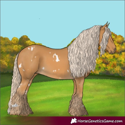 Horse Color:White Spotted Palomino