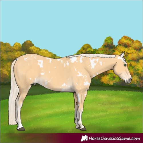 Horse Color:White Spotted Palomino