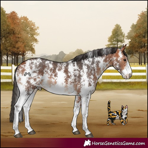 Horse Color:Bay Sabino Rabicano 