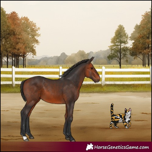 Horse Color:Bay 