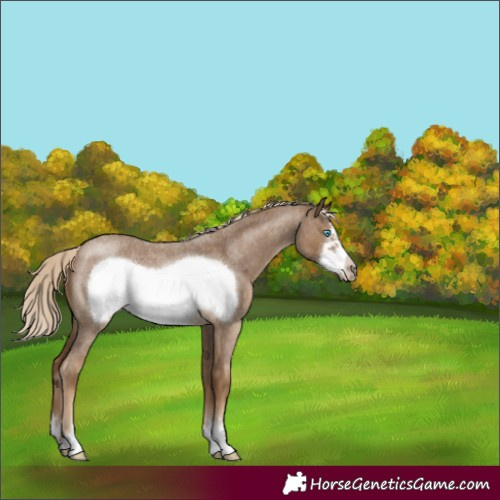 Horse Color:Chocolate Palomino Roan Frame