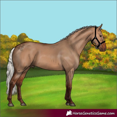 Horse Color:Silver Bay Dun 