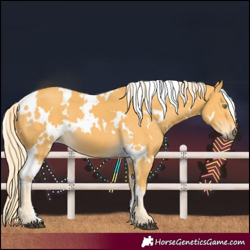Horse Color:White Spotted Palomino