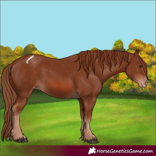 Horse Color:Chestnut Appaloosa 
