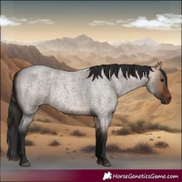 Horse Color:Bay Roan Dun