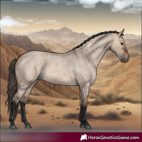 Horse Color:Bay Roan Dun 