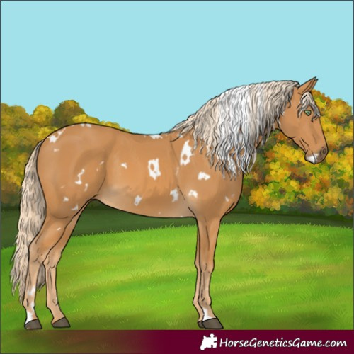 Horse Color:White Spotted Palomino 