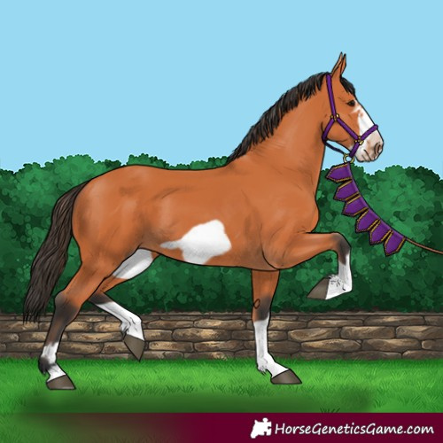 Horse Color:Bay Frame