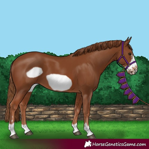 Horse Color:Chestnut Frame