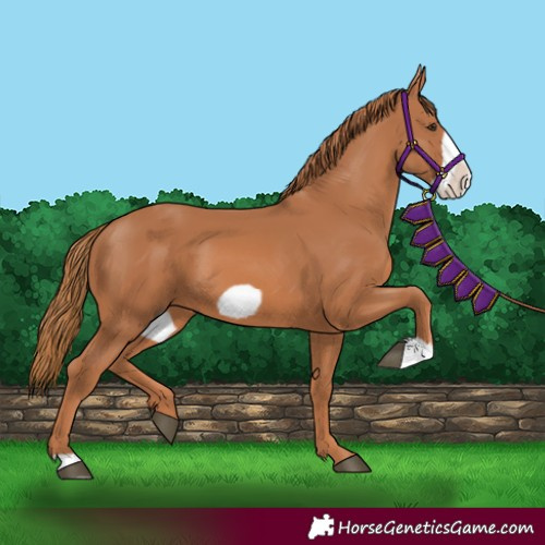 Horse Color:Chestnut Frame