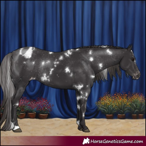 Horse Color:White Spotted Smoky Black Appaloosa Rabicano 