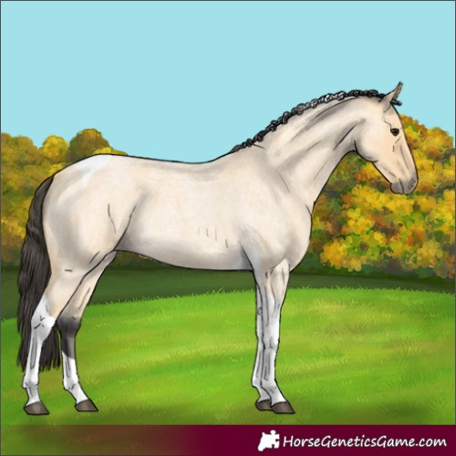 Horse Color:Buckskin Roan Tobiano