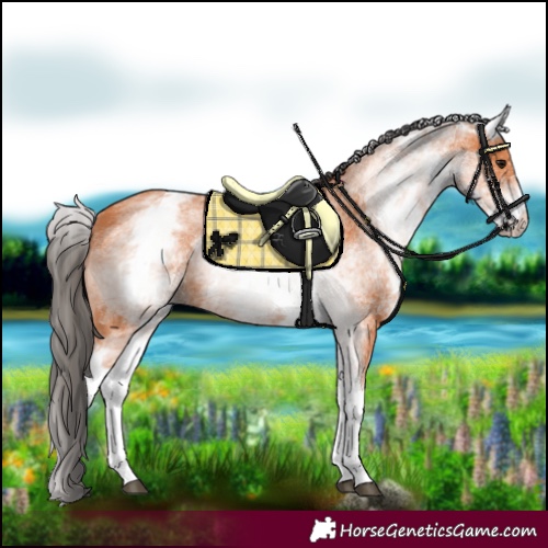 Horse Color:White Spotted Bay 