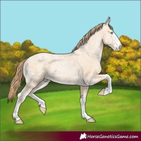 Horse Color:Buckskin Ice Pearl