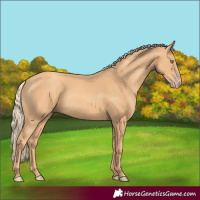 Horse Color:Gold Champagne Rabicano 