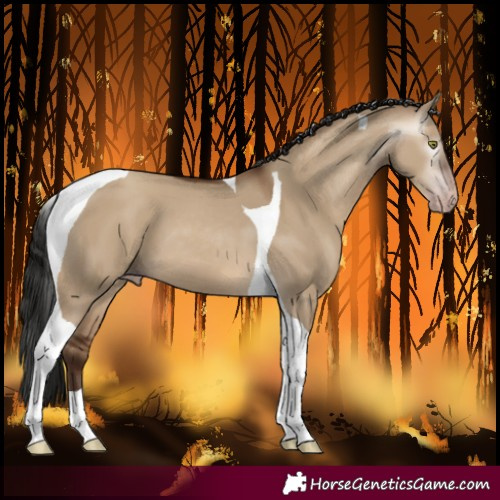 Horse Color:Gray Amber Champagne Dun Tobiano 