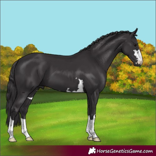Horse Color:Smoky Black 