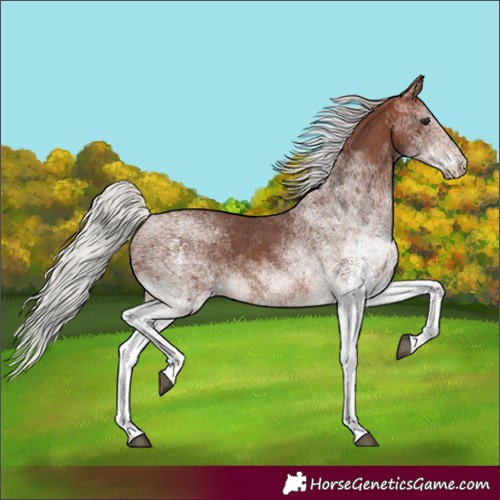 Horse Color:White Spotted Silver Bay