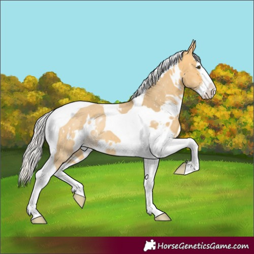 Horse Color:White Spotted Silver Buckskin Dun Splash Tobiano 