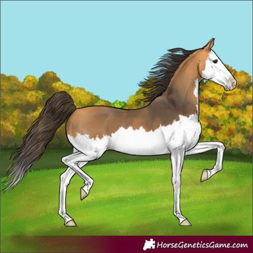 Horse Color:Buckskin Splash