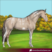 Horse Color:Powder White Classic Champagne Dun Tobiano Frame Rabicano