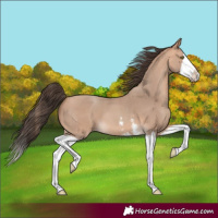 Horse Color:Amber Champagne Sabino Splash Rabicano