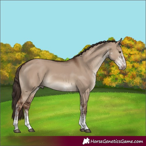 Horse Color:White Spotted Liver Red Dun 