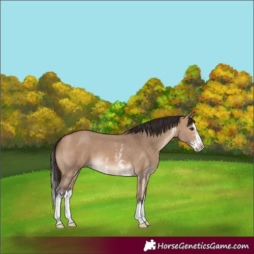 Horse Color:Bay Dun Sabino Splash
