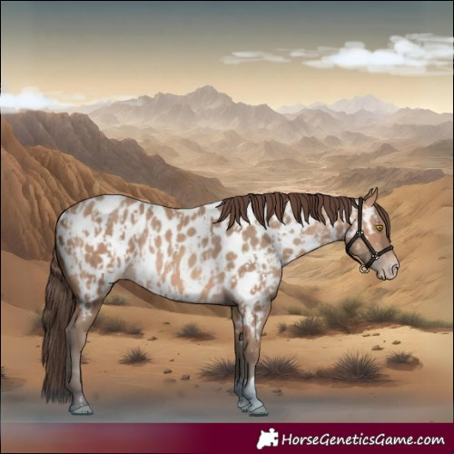 Horse Color:Amber Champagne Near Leopard  and Amber Champagne Near Leopard Rabicano 