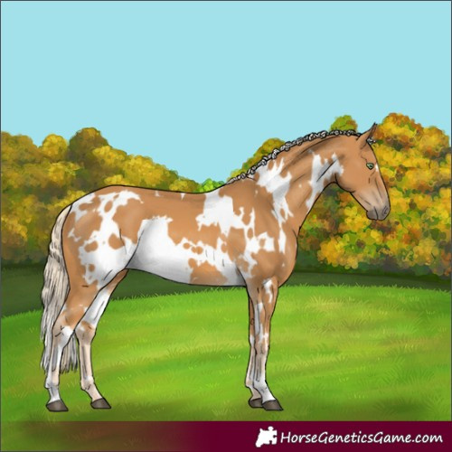 Horse Color:White Spotted Palomino