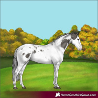 Horse Color:Grullo Splash Tobiano 