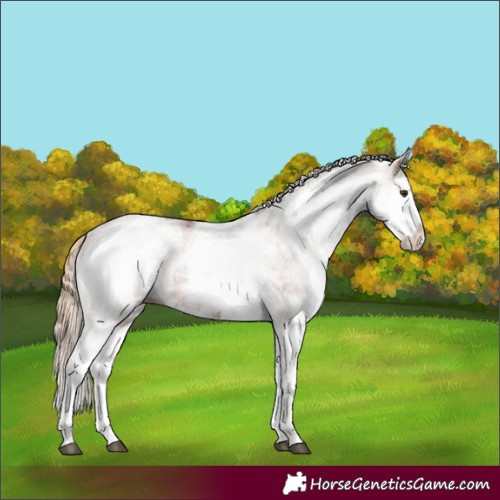 Horse Color:White Spotted Chestnut Splash 