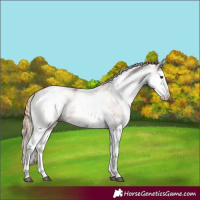 Horse Color:White Spotted Chestnut Splash 