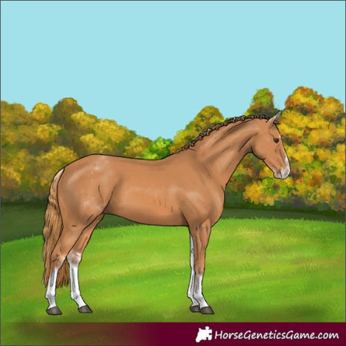 Horse Color:White Spotted Chestnut Splash