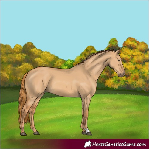 Horse Color:Red Dun