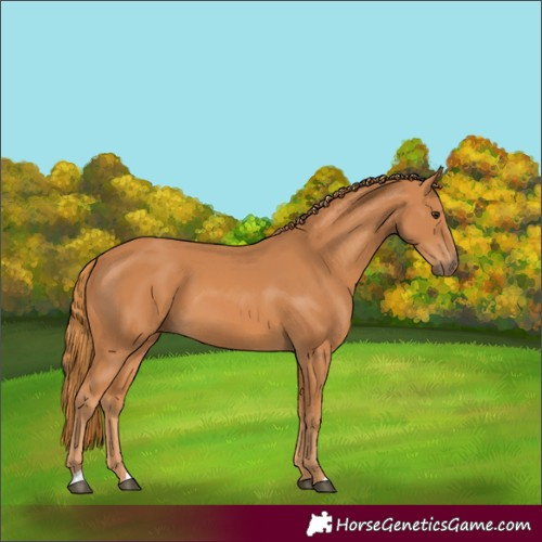 Horse Color:Chestnut 