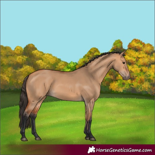 Horse Color:Bay Dun
