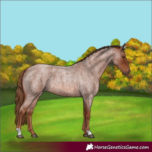 Horse Color:Red Roan