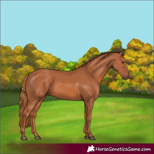 Horse Color:Chestnut 