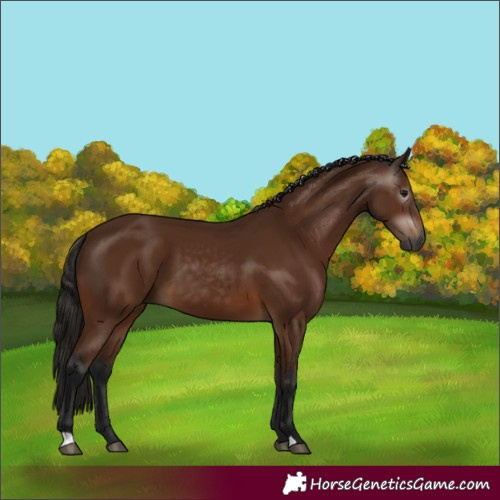 Horse Color:Gray Bay 