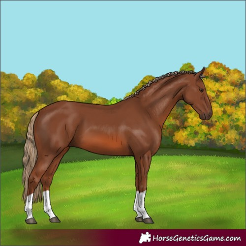 Horse Color:Chestnut 