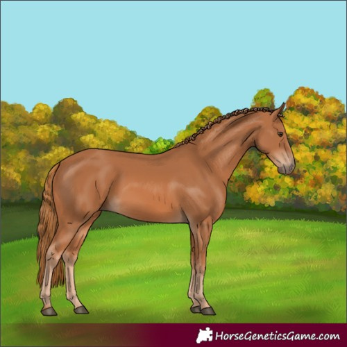 Horse Color:Chestnut 