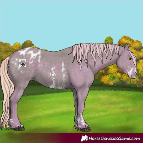 Horse Color:Watercolor Silver Black Sabino Appaloosa Rabicano